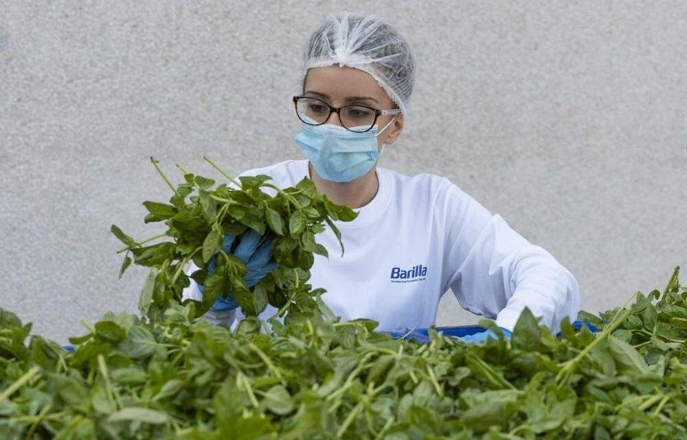 Dal campo di basilico al vasetto di Pesto: il modello Barilla per la qualità e la sicurezza alimentare