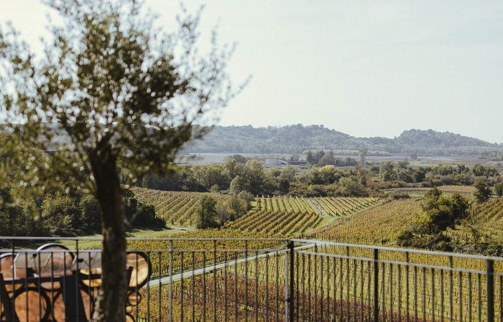 DAL VIGNETO AI CREDITI DI CARBONIO: UN INCONTRO PER CAPIRE COME LA SOSTENIBILITÀ DIVENTA UN’OPPORTUNITÀ CONCRETA PER LE AZIENDE AGRICOLE