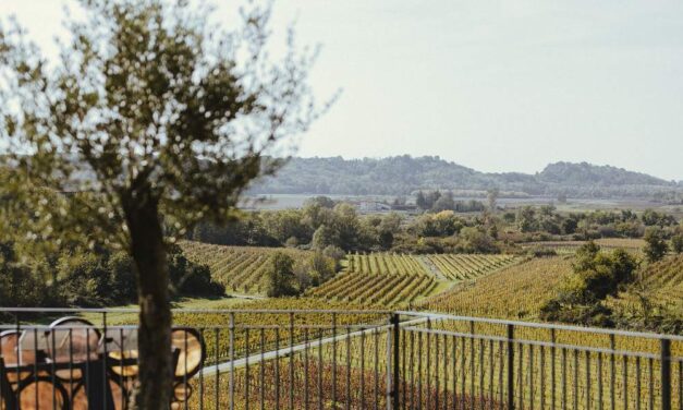 DAL VIGNETO AI CREDITI DI CARBONIO: UN INCONTRO PER CAPIRE COME LA SOSTENIBILITÀ DIVENTA UN’OPPORTUNITÀ CONCRETA PER LE AZIENDE AGRICOLE