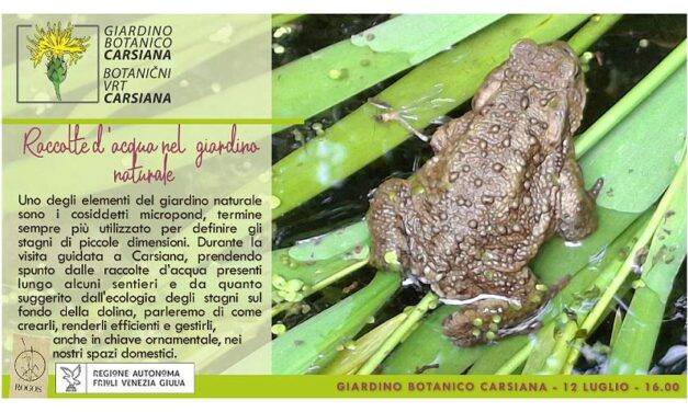 Raccolte d’acqua nel giardino naturale al Giardino botanico Carsiana