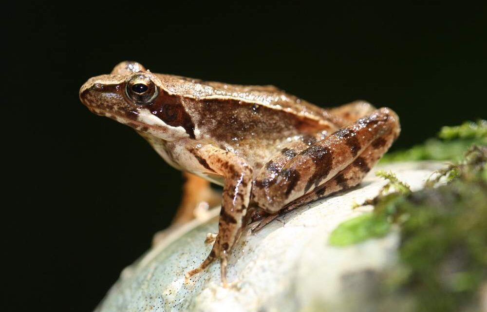 ANFIBI A RISCHIO ESTINZIONE: ALLA RISERVA NATURALE REGIONALE DEL LAGO DI CORNINO, DOMENICA  12 LUGLIO, UN APPROFONDIMENTO SCIENTIFICO SULL’IMPORTANTE TEMATICA