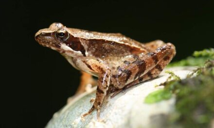 ANFIBI A RISCHIO ESTINZIONE: ALLA RISERVA NATURALE REGIONALE DEL LAGO DI CORNINO, DOMENICA  12 LUGLIO, UN APPROFONDIMENTO SCIENTIFICO SULL’IMPORTANTE TEMATICA