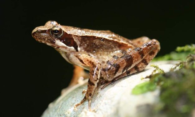 ANFIBI A RISCHIO ESTINZIONE: ALLA RISERVA NATURALE REGIONALE DEL LAGO DI CORNINO, DOMENICA  12 LUGLIO, UN APPROFONDIMENTO SCIENTIFICO SULL’IMPORTANTE TEMATICA