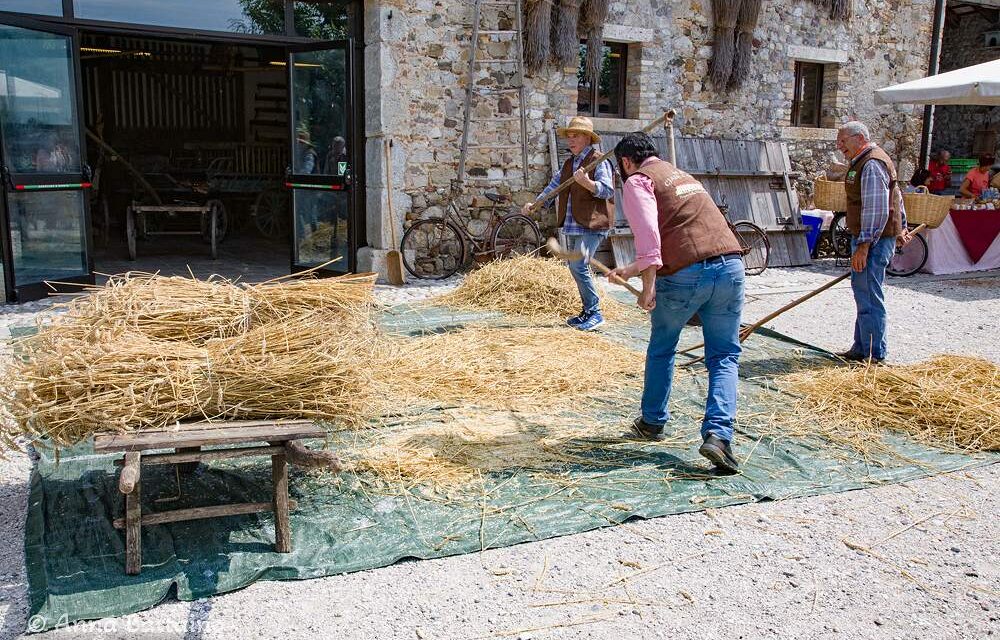Cjase Cocèl rivive il rito della Trebbiatura: a Fagagna torna la magia dell’oro biondo