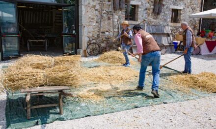 Cjase Cocèl rivive il rito della Trebbiatura: a Fagagna torna la magia dell’oro biondo