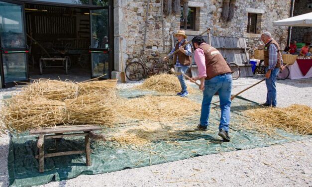 Cjase Cocèl rivive il rito della Trebbiatura: a Fagagna torna la magia dell’oro biondo