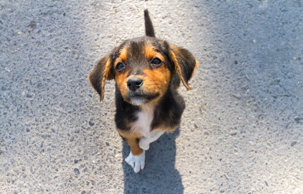 Cane o gatto abbandonato, smarrito o ferito: cosa fare e chi chiamare? Ecco i consigli di LNDC Animal Protection