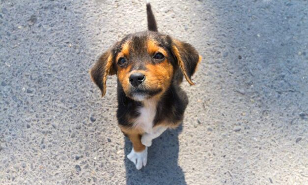 Cane o gatto abbandonato, smarrito o ferito: cosa fare e chi chiamare? Ecco i consigli di LNDC Animal Protection