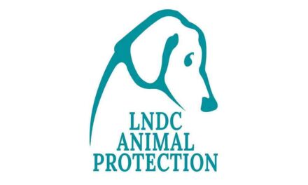 Cornacchia di Pordenone salva grazie al ricorso di LNDC Animal Protection: il TAR annulla l’ordinanza di abbattimento