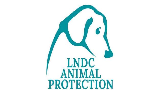 Cornacchia di Pordenone salva grazie al ricorso di LNDC Animal Protection: il TAR annulla l’ordinanza di abbattimento