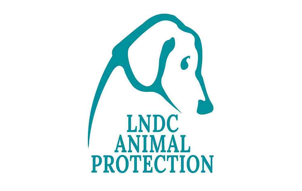 Cornacchia di Pordenone salva grazie al ricorso di LNDC Animal Protection: il TAR annulla l’ordinanza di abbattimento
