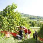 Le Manzane: torna la ®Vendemmia Solidale tra gusto, giochi e nuove esperienze tutte da scoprire