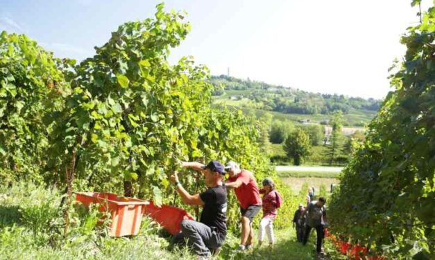 Le Manzane: torna la ®Vendemmia Solidale tra gusto, giochi e nuove esperienze tutte da scoprire