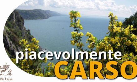 PER “PIACEVOLMENTE CARSO” SABATO 18 LUGLIO CAMMINATA “OMAGGIO A JULIUS KUGY”
