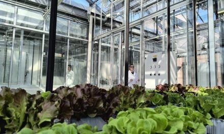 PHENO LAB E PHENO SPACE, PER STUDIARE IL FUTURO DELLE PIANTE NASCE ALL’UNIVERSITÀ DI UDINE UNA DELLE PIÙ COMPLETE PIATTAFORME DI RICERCA ITALIANE