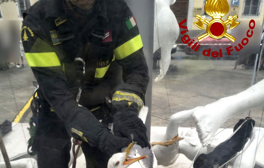 I VIGILI DEL FUOCO SALVANO UN GABBIANO