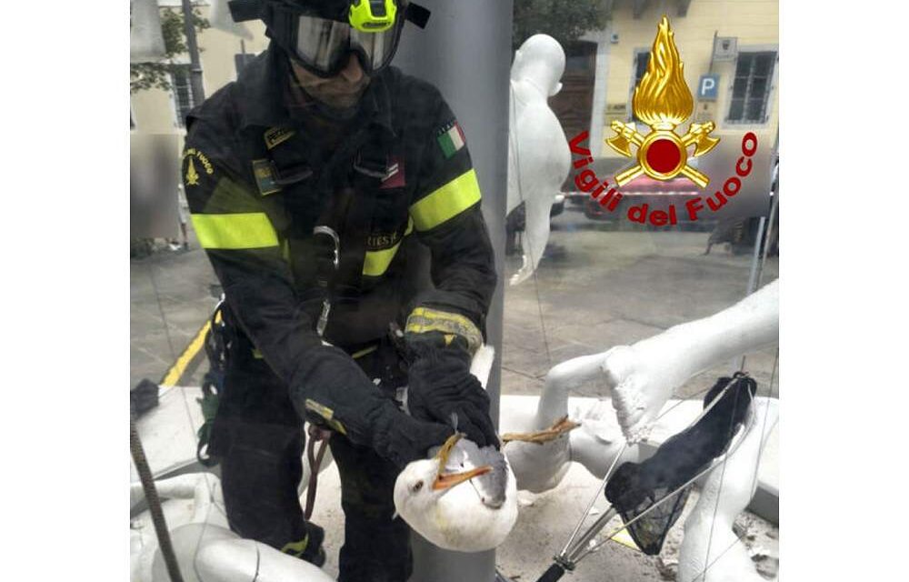 I VIGILI DEL FUOCO SALVANO UN GABBIANO