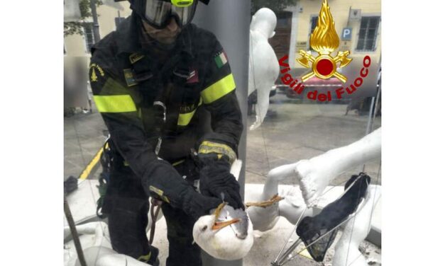 I VIGILI DEL FUOCO SALVANO UN GABBIANO