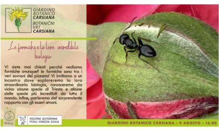 Le formiche e la loro incredibile biologia al Giardino botanico Carsiana