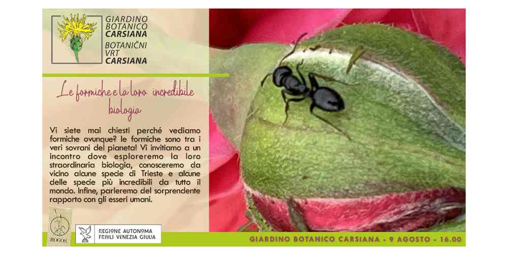 Le formiche e la loro incredibile biologia al Giardino botanico Carsiana