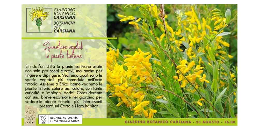 Sfumature vegetali: le piante tintorie al Giardino botanico Carsiana