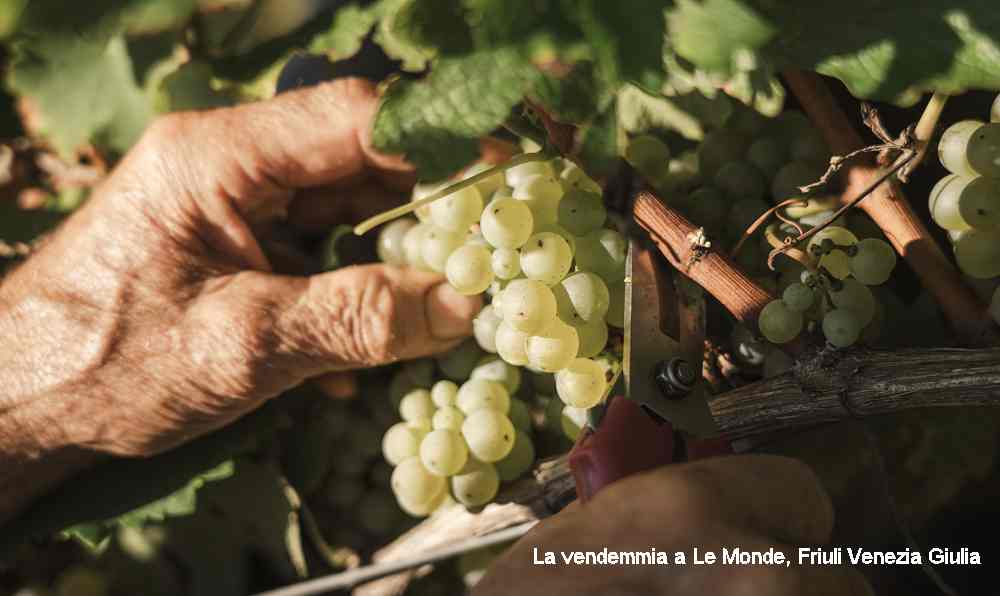 Vendemmia anticipata, la nuova normalità? Il punto di vista di 6 cantine