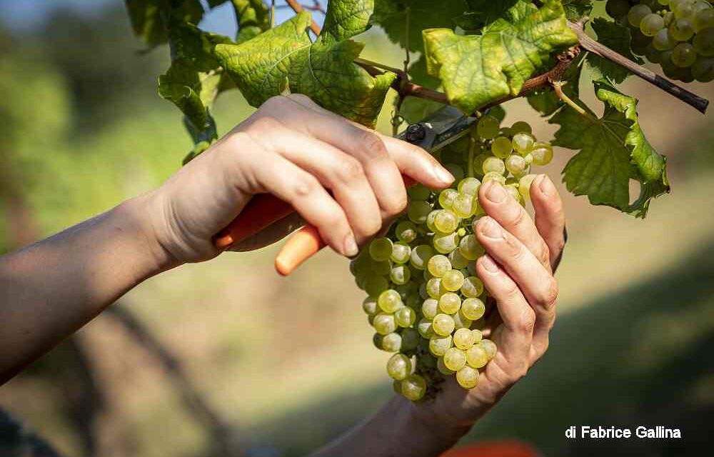 Vendemmia turistico-didattica: un’esperienza tra i filari dei grandi vini del Friuli Venezia Giulia