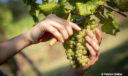 Vendemmia turistico-didattica: un’esperienza tra i filari dei grandi vini del Friuli Venezia Giulia