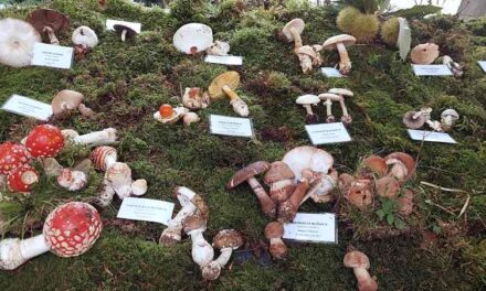 29ª mostra dei funghi all’Hit Hotel Sabotin di Salcano, Slovenia