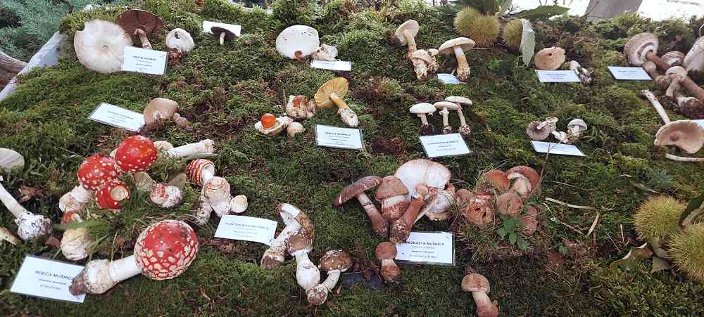 29ª mostra dei funghi all’Hit Hotel Sabotin di Salcano, Slovenia