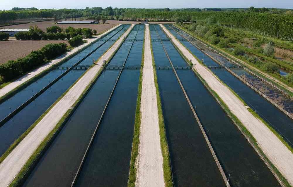 Acquacoltura: il caldo estremo colpisce le produzioni