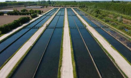 Acquacoltura: il caldo estremo colpisce le produzioni