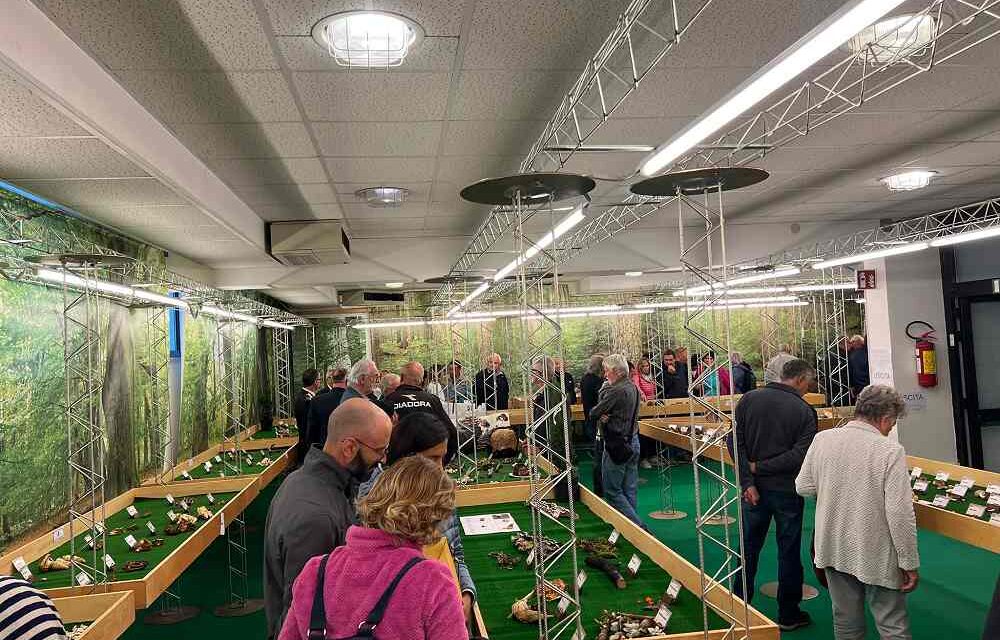 La Festa dei Funghi e dell’Ambiente di Budoia compie 57 anni: un’edizione speciale all’insegna del prestigioso riconoscimento nazionale di “Sagra di Qualità”