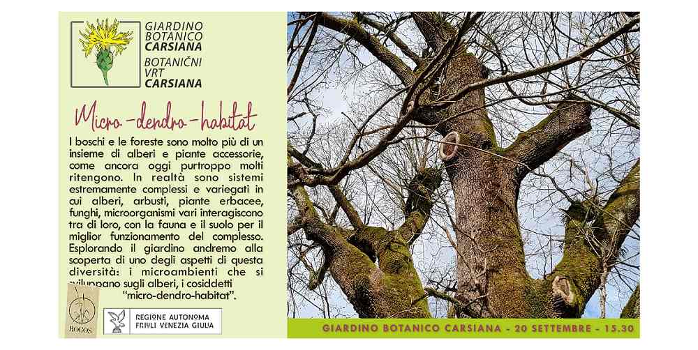 La biodiversità che non ti aspetti: i microdendrohabitat a Carsiana
