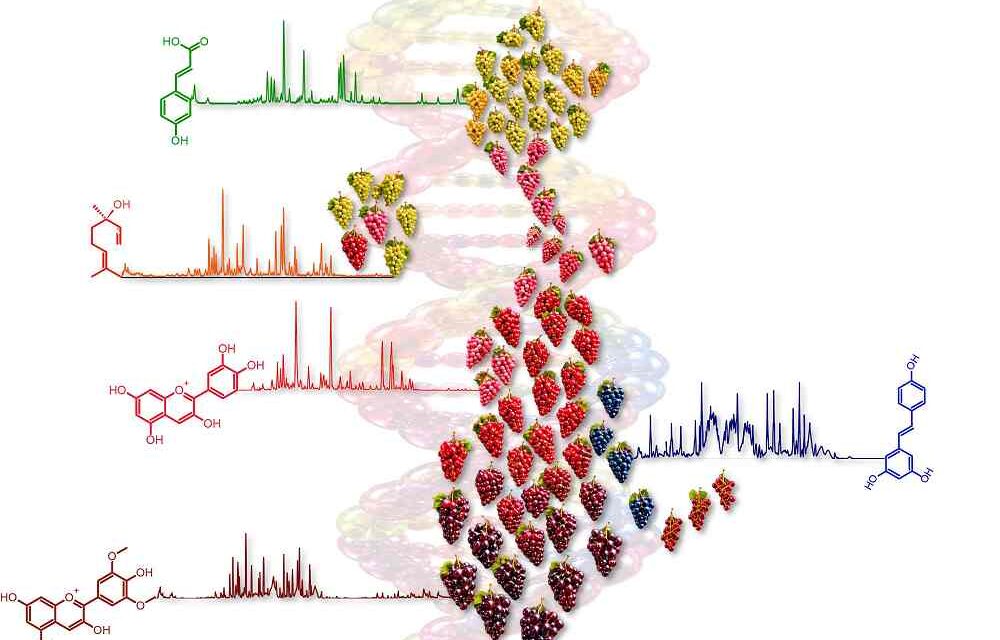 FEM realizza il primo atlante metabolomico dell’uva al mondo