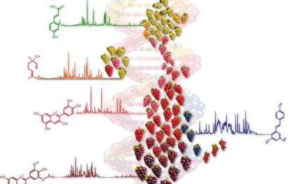 FEM realizza il primo atlante metabolomico dell’uva al mondo