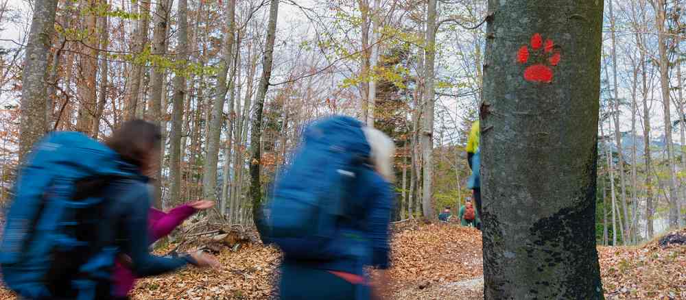 AUTUNNO A TARVISIO TRA FOLIAGE, SENTIERI E STORIE DEL TERRITORIO