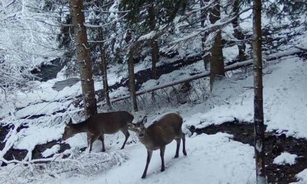 GESTIONE, CONSERVAZIONE, MONITORAGGIO E CURA DELLA FAUNA SELVATICA E COESISTENZA CON L’UOMO: MASTER DELL’ATENEO DI UDINE
