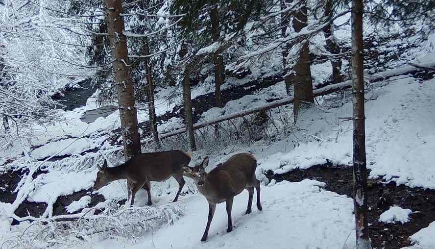 GESTIONE, CONSERVAZIONE, MONITORAGGIO E CURA DELLA FAUNA SELVATICA E COESISTENZA CON L’UOMO: MASTER DELL’ATENEO DI UDINE