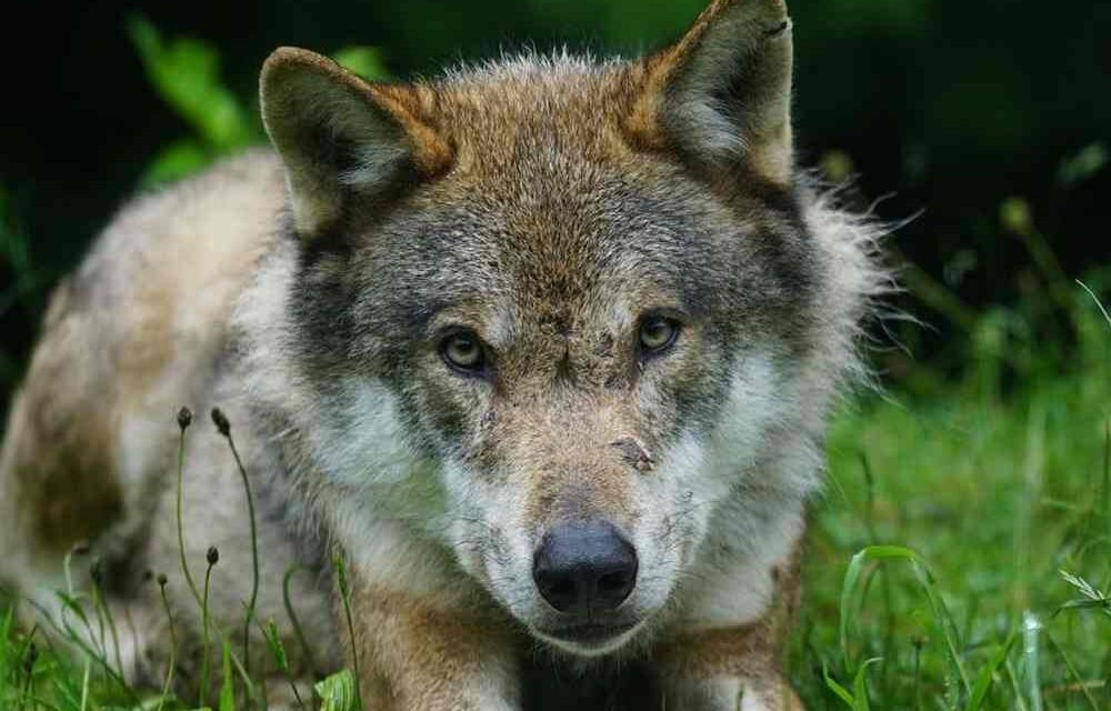 Gestione del lupo: firmato memorandum transfrontaliero per l’arco alpino