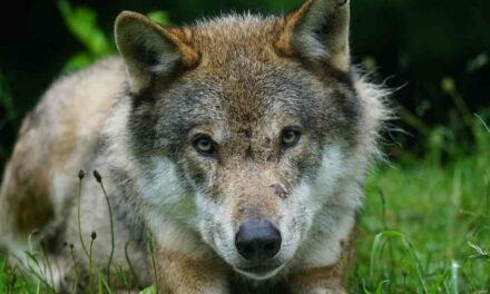 Gestione del lupo: firmato memorandum transfrontaliero per l’arco alpino