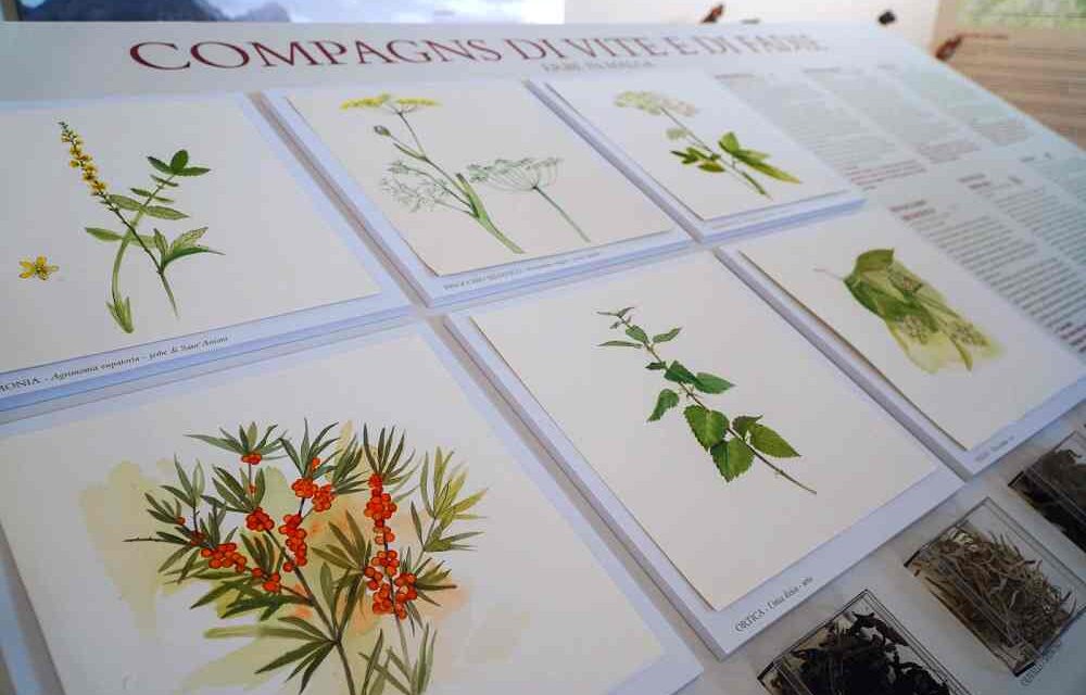 MUSEO CARNICO DELLE ARTI POPOLARI “MICHELE GORTANI”: NELL’AMBITO DELLA MOSTRA “STORIE DI ERBE: UN CAMMINO TRA MAGIA, MITI, FOCOLARE E CREDENZE” LABORATORIO DI CERAMICA BOTANICA PER ADULTI