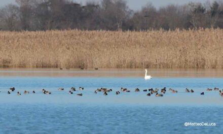 A GRADO L’AUTUNNO PORTA IN LAGUNA MIGLIAIA DI UCCELLI MIGRATORI