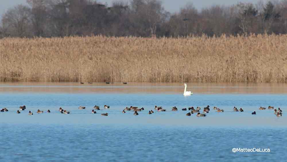 A GRADO L’AUTUNNO PORTA IN LAGUNA MIGLIAIA DI UCCELLI MIGRATORI