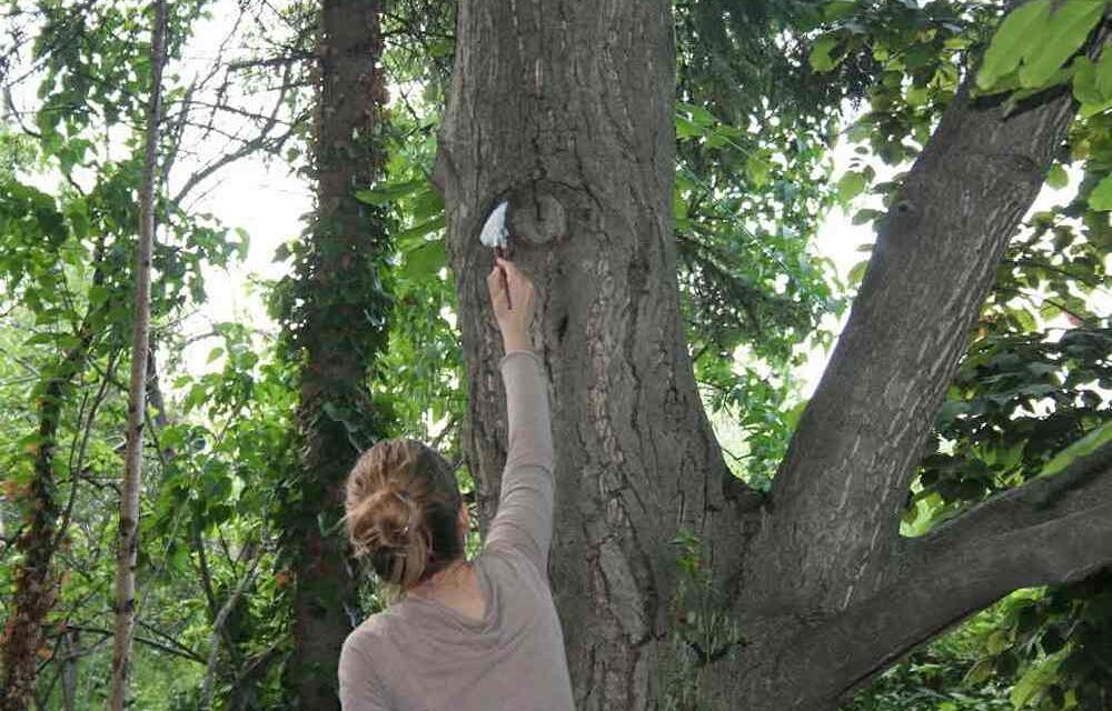 NELLA SALA COMUNALE D’ARTE LA MOSTRA DELL’ARTISTA DUNJA NEDELJKOVIC “SGUARDI DEGLI ALBERI”