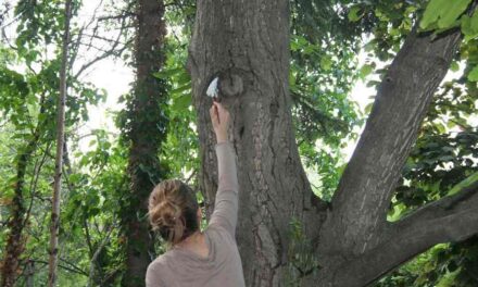 NELLA SALA COMUNALE D’ARTE LA MOSTRA DELL’ARTISTA DUNJA NEDELJKOVIC “SGUARDI DEGLI ALBERI”